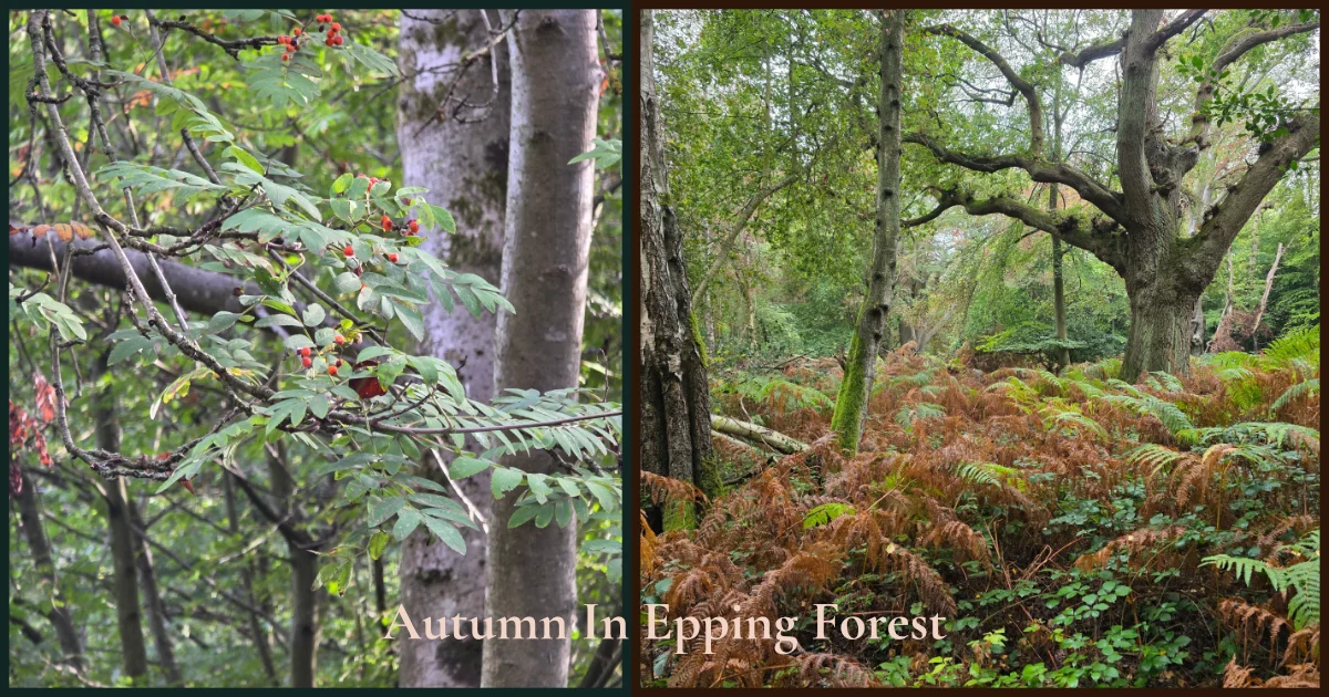 Autumn Equinox Rituals: 7 Ways To Welcome Mabon Autumn Equinox in Epping Forest