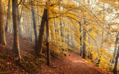 7 Rituals To Celebrate The Autumn Equinox